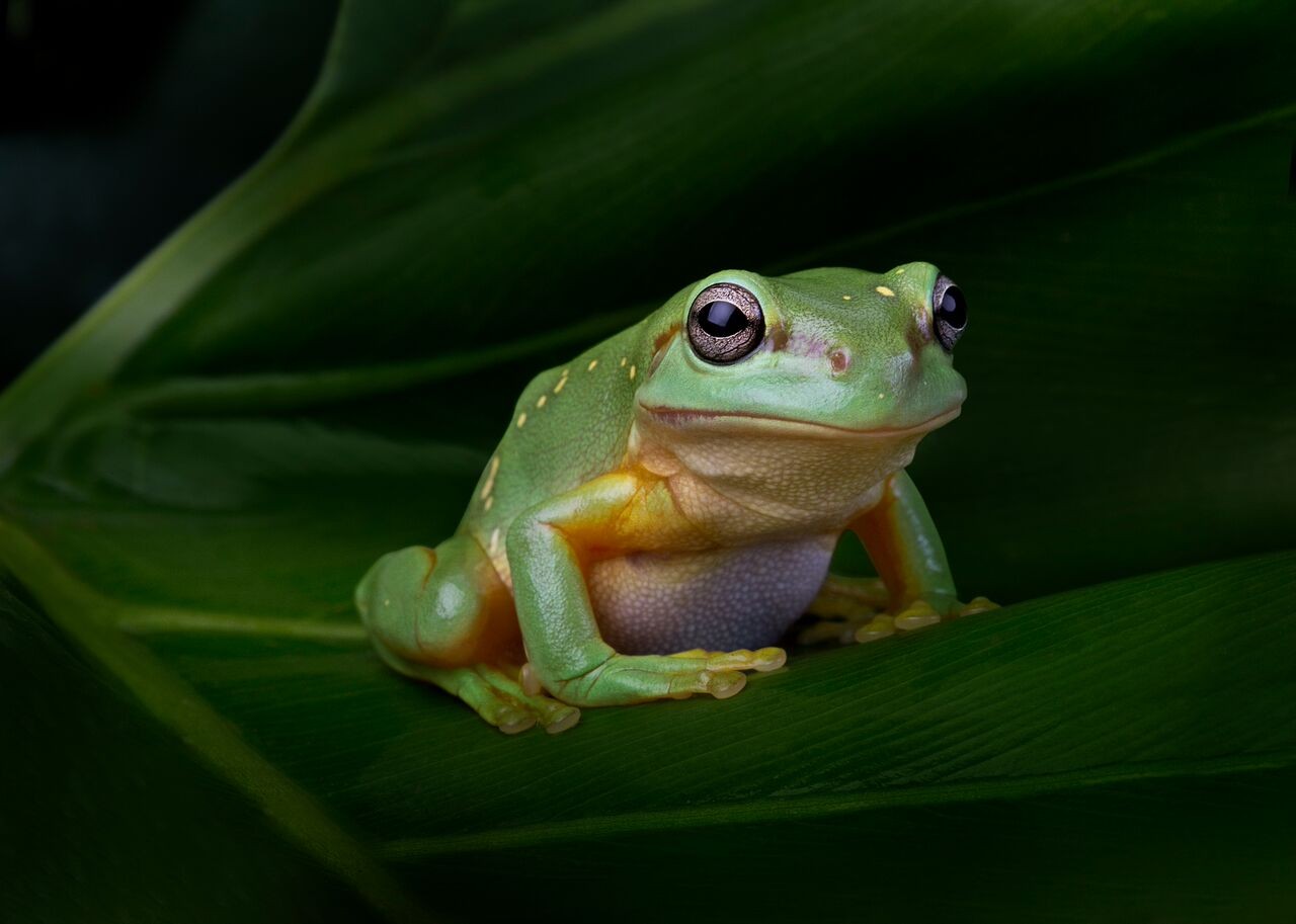 Frogs: Dazzling and Disappearing