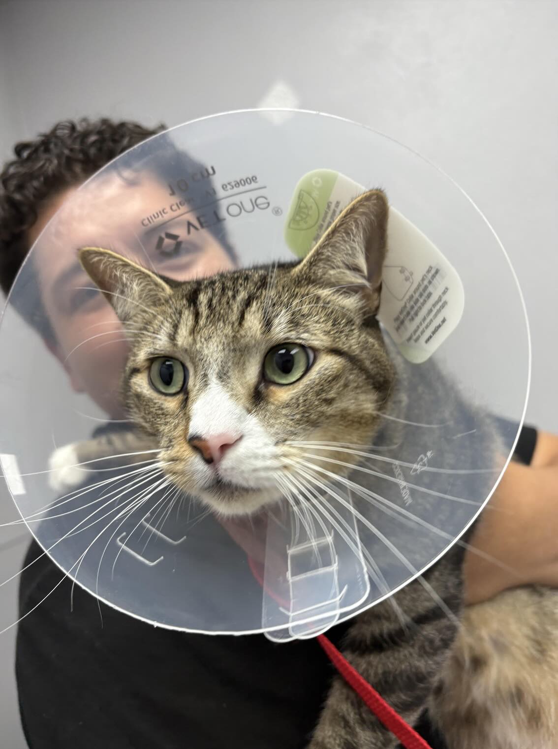 Orange County Animal Allies Shifts Toward Long-Term Solutions – OC Weekly 1
