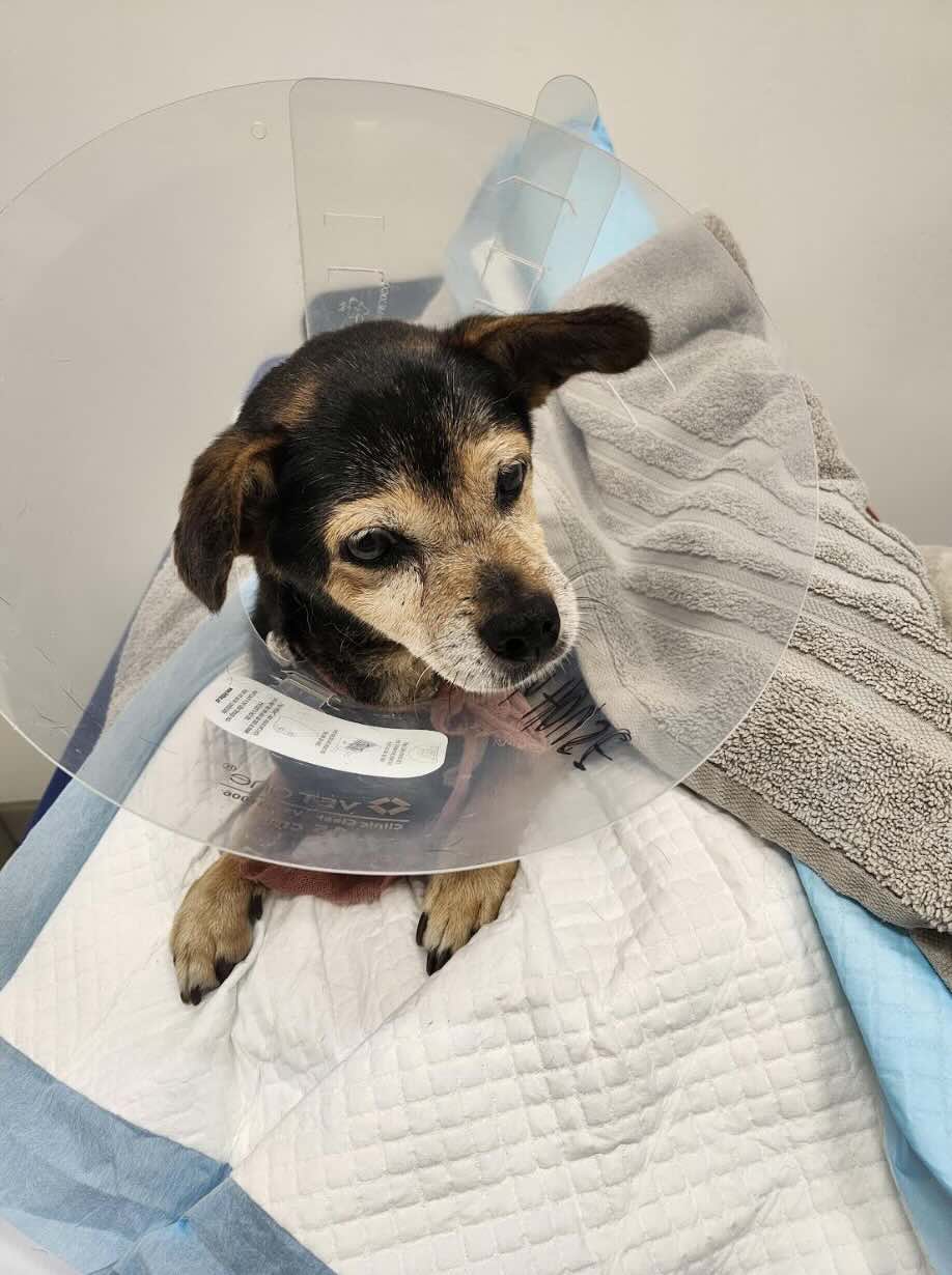 Orange County Animal Allies Shifts Toward Long-Term Solutions – OC Weekly 2
